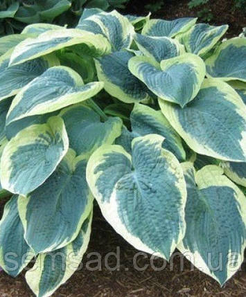 Хоста "Американ Хало" \ Hosta American Halo ( саджанці ЗКС), фото 2