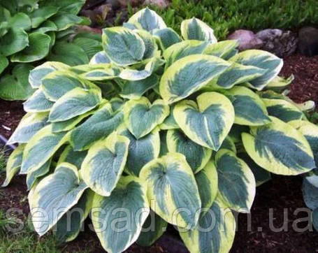 Хоста "Американ Хало" \ Hosta American Halo ( саджанці ЗКС), фото 3