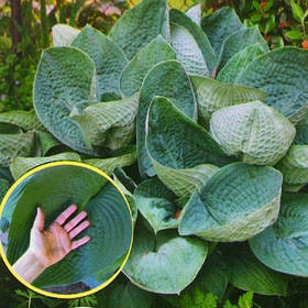 Хоста Біг Дедді \ hosta Big Daddy ( саджанці р9 )