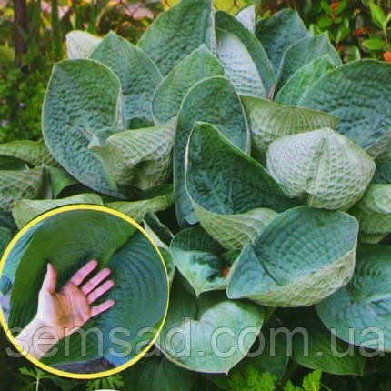 Хоста Біг Дедді \ hosta Big Daddy ( саджанці р9 ), фото 1