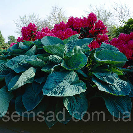 Хоста Біг Дедді \ hosta Big Daddy ( саджанці р9 ), фото 3