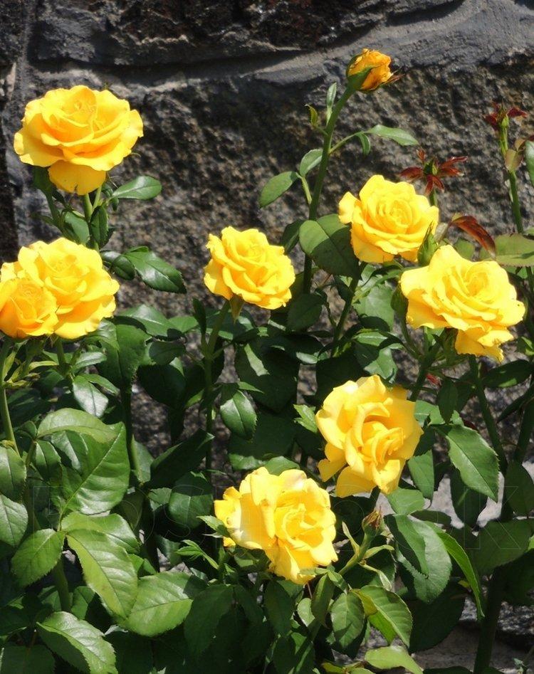 Роза штамбовая Керио (конт) - фото 1 - id-p1065054541