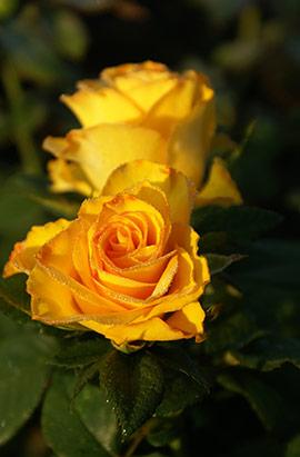 Роза штамбовая Керио (конт) - фото 2 - id-p1065054541