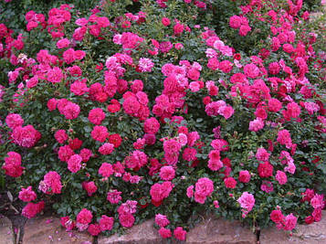 Троянда штамбова Пурпл Рейн