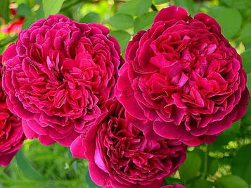 Троянда штамбова Вільям Шекспір