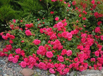 Троянда штамбова Хеллоу