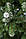 Ялинка європейська з шишками висота 1,9 м штучна Noel, фото 6