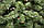Ялина Казка штучна висота 1,25 м ПВХ Noel, фото 3