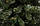Ялина Казка штучна висота 1,25 м ПВХ Noel, фото 4