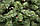 Ялина Казка штучна висота 1,8 м ПВХ Noel, фото 3