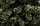 Ялина Казка штучна висота 2,2 м ПВХ Noel, фото 4