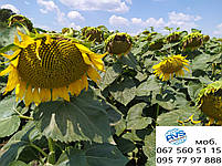 Гібрид соняшника НС 7749 ТОР під гранстар. Соняшник НС СУМО 7749 заразах A-G+, олія 52%. Оптимум, фото 3