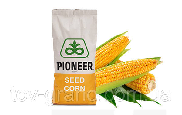 Насіння кукурудзи (Піонер) PR37Y12