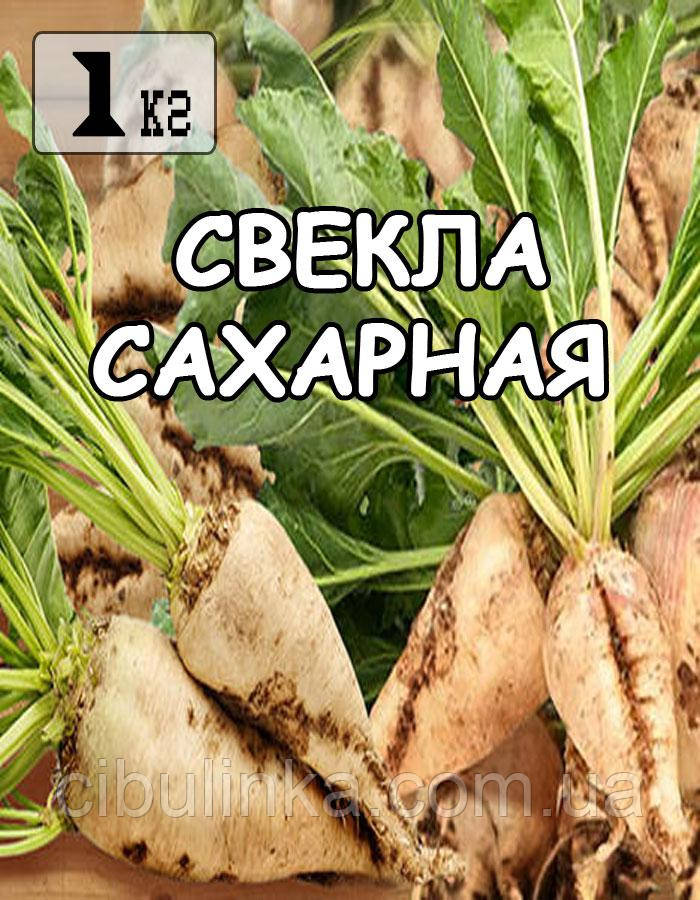 Насіння буряк Цукрове (біла), Україна, 1 кг