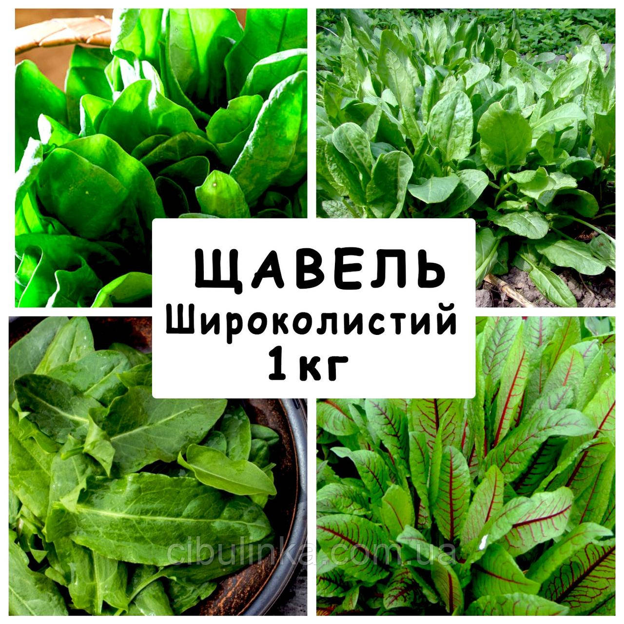 Насіння Щевель Широкисте багаторічний, 1 кг