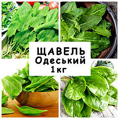 Насіння Щевель Одеський 17, багаторічний 1 кг
