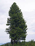 Кедр Європейський насіння (20 шт) (Pinus cembra) сосна кедрова, фото 6