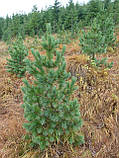 Кедр Європейський насіння (20 шт) (Pinus cembra) сосна кедрова, фото 4