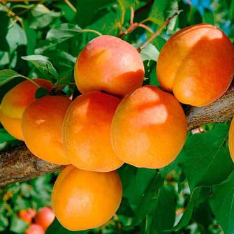 Саджанці абрикоса
