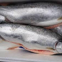 Форель Морська 5/6кг, 4/5кг, Охолоджена з головою