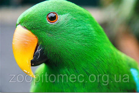 Қыздар қатысатын эротикалық компьютерлік тақырыптар