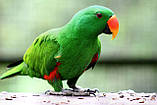 Благородна папуга - Эклектус.Ручні годованці., фото 5