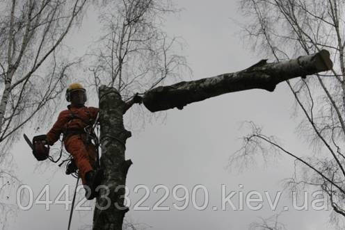 Спілювання дерев, кронування дерев