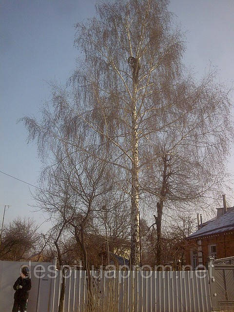 Спилити дерево Харків