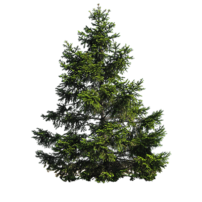 Для хвойних рослин