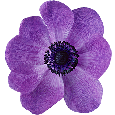 Для квітів і кімнатних рослин