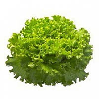 Насіння батавія салату Афицион (Aficion), 5г., дражже, Rijk Zwaan