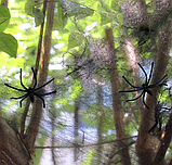 Павутина для Хеллоуїна чорна, фото 2