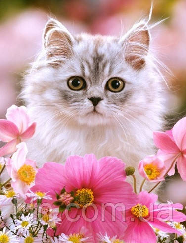 Мозаїка стразами 40 х 50 см на підрамнику Пухнастий друг (арт. TN482) УЦІНКА, фото 1