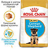 Royal Canin (Роял Канін) German Shepherd Puppy — корм для цуценят до 15 місяців, 3 кг, фото 2