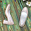 Туфлі жіночі шкіряні на стійкому підборі, колір рожевий, фото 4