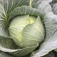 Насіння капусти білокачанної Конгама (Congama RZ) F1, 95-120 дн. 2500 насіння, калібровані, Rijk Zwaan