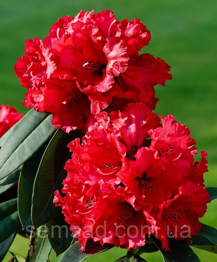 Рододендрон "Францеска" ( саджанці 3 роки ЗКС ) Rhododendron Francesca