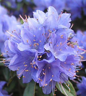 Азалія японська "Блю Тит" (саджанці 3 роки) Azalea japonica Blue Tit, фото 2