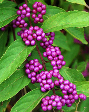 Калікарпа - Красивоплідник Проф'южин \ Callicarpa bodinieri "Profusion" (саджанці 2 роки), фото 3