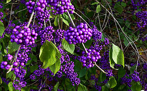 Калікарпа - Красивоплідник Проф'южин \ Callicarpa bodinieri "Profusion" (саджанці 2 роки), фото 4