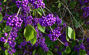 Калікарпа - Красивоплідник Проф'южин \ Callicarpa bodinieri "Profusion" (саджанці 2 роки), фото 2