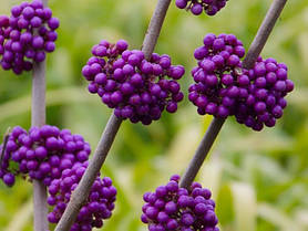 Калікарпа - Красивоплідник Проф'южин \ Callicarpa bodinieri "Profusion" (саджанці 2 роки), фото 3