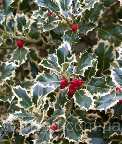 Падуб гостролистий Аргентеа Маргіната \ Ilex Argentea Marginata( саджанці 3 роки )