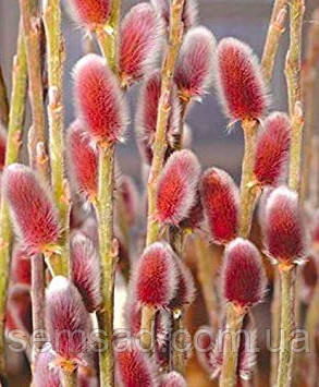 Верба тонкопобегова рожевоколосиста Моунт Асо \ Salix gracilistyla 'Mount Aso'( саджанці 3 роки)