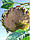 Соняшник Тарахумара біле сяйво, фото 3