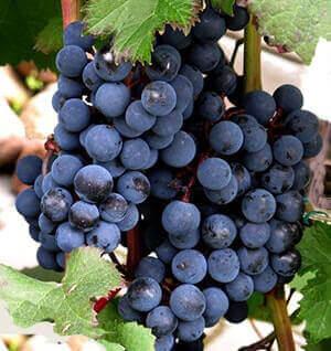 Саджанці винограду сорт Голубок, напівупакований