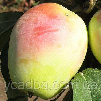 Яблуня Сара Сінап (зимова), фото 1