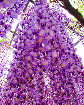 Гліцинія японська Доміно \ Japanese wisteria 'Доміно' ( саджанці 2 роки ), фото 1