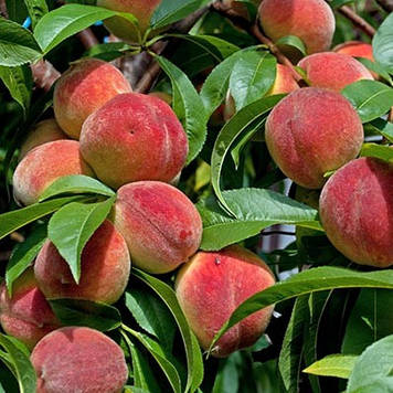 Пepcик колоноподібний Pigmy Bonanza (середньостиглий)