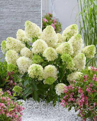 Гортензія волотиста Літл Спуки \ Hydrangea paniculata Little Spooky ( саджанці 2 роки
